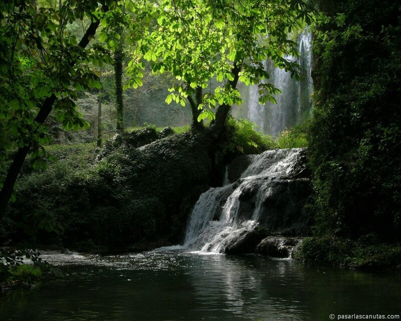Forest waterfall scene