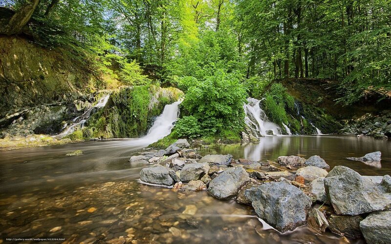 Forest waterfall stream