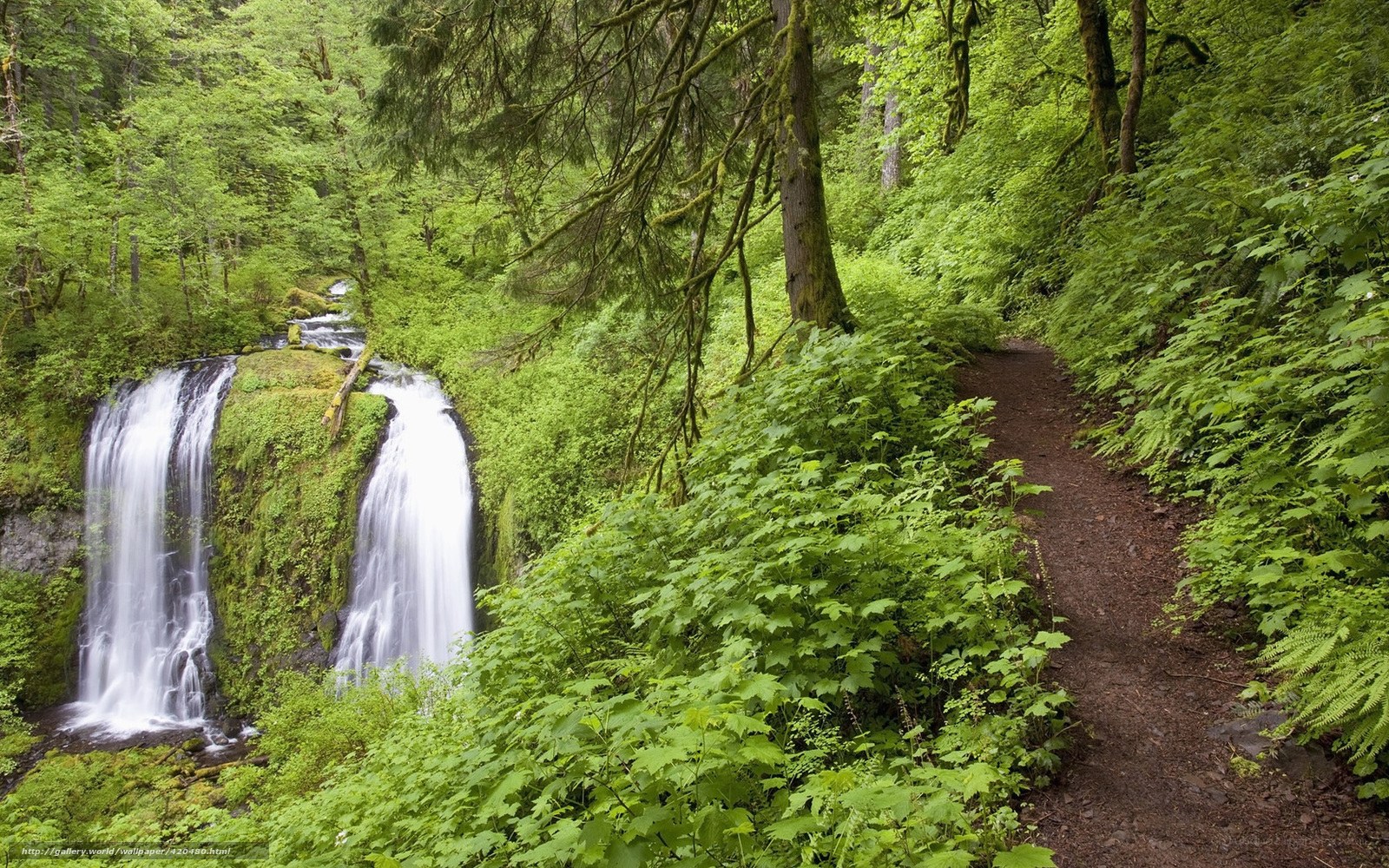 Forest waterfall trail