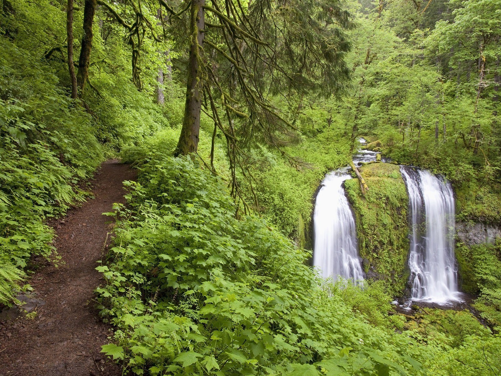 Forest waterfall trail