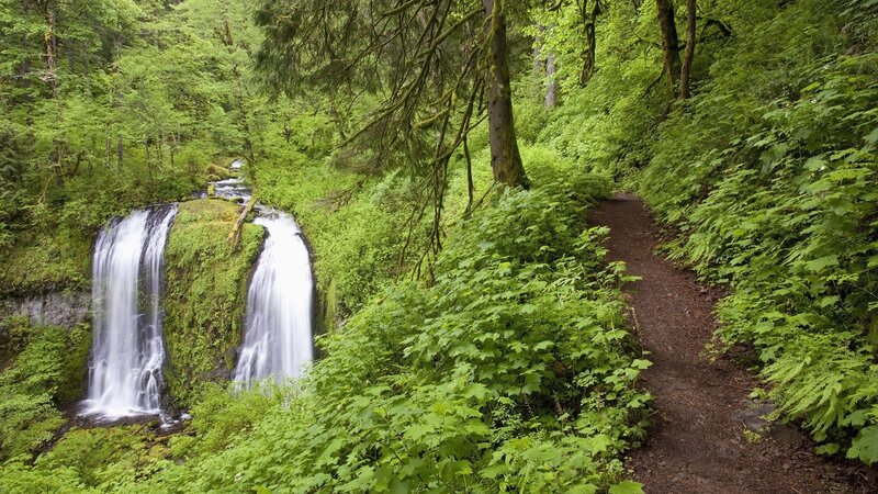 Forest waterfall trail