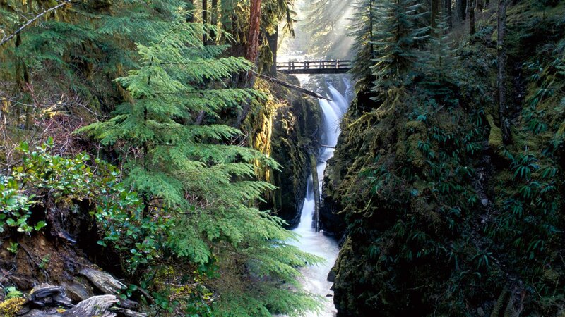 Forest waterfall with bridge