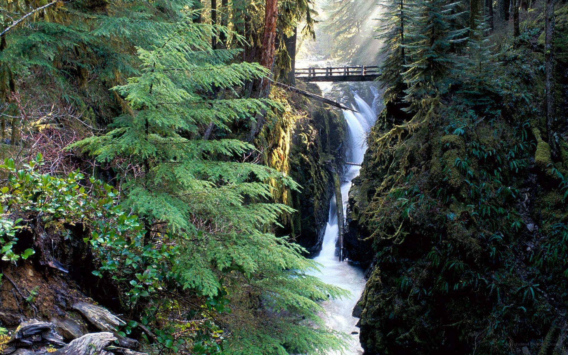 Forest waterfall with bridge