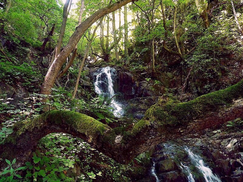 Forest waterfall with mossy log
