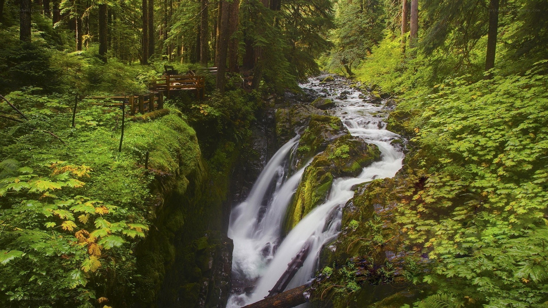 Forest waterfall with wooden bridge