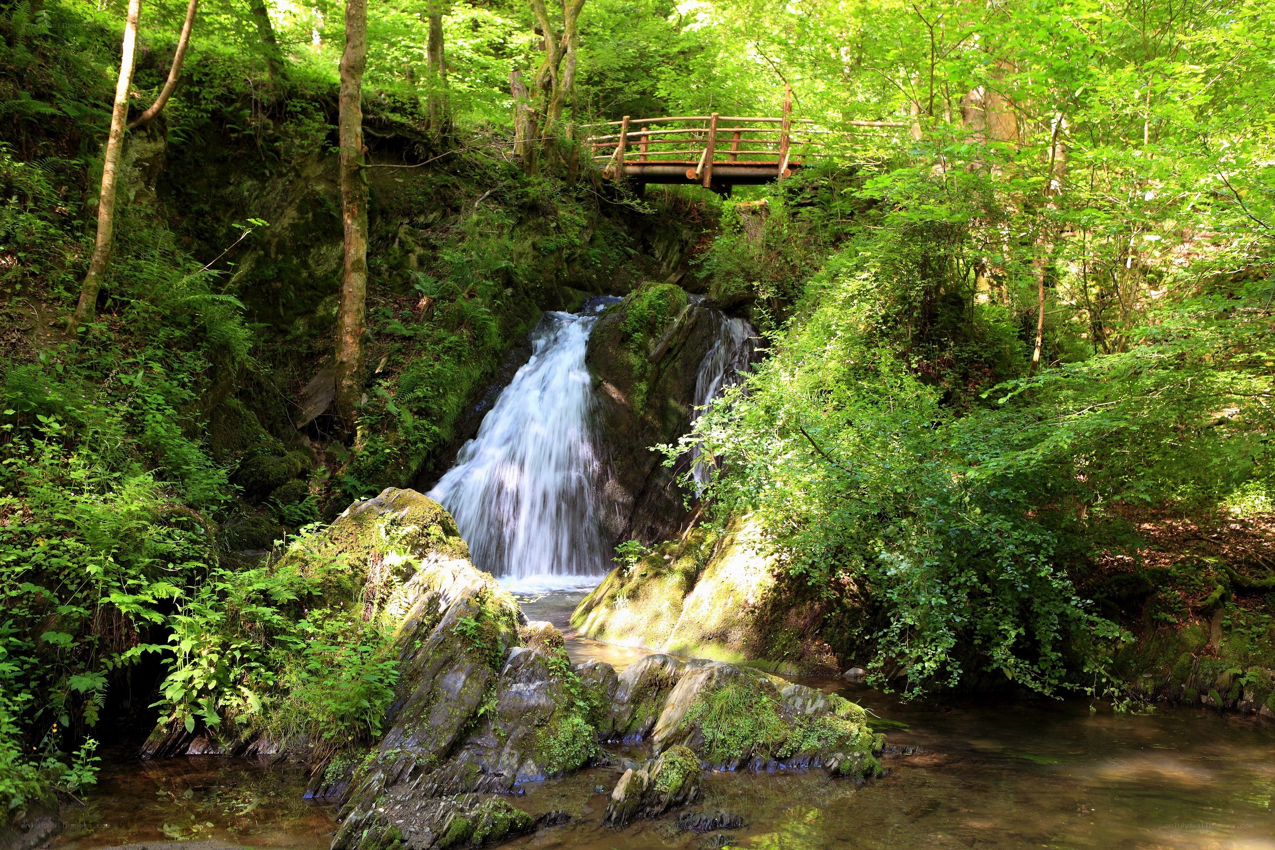 Forest waterfall with wooden bridge