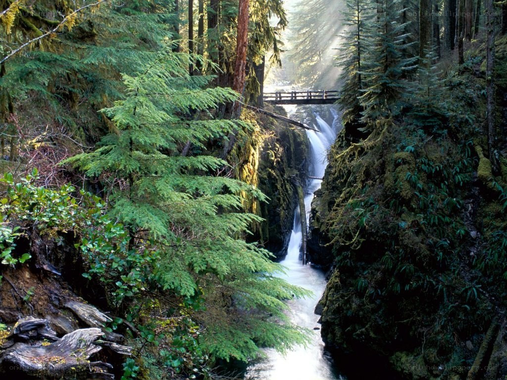 Forest waterfall with wooden bridge