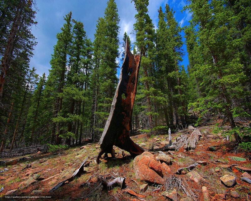 Forest with a dead tree