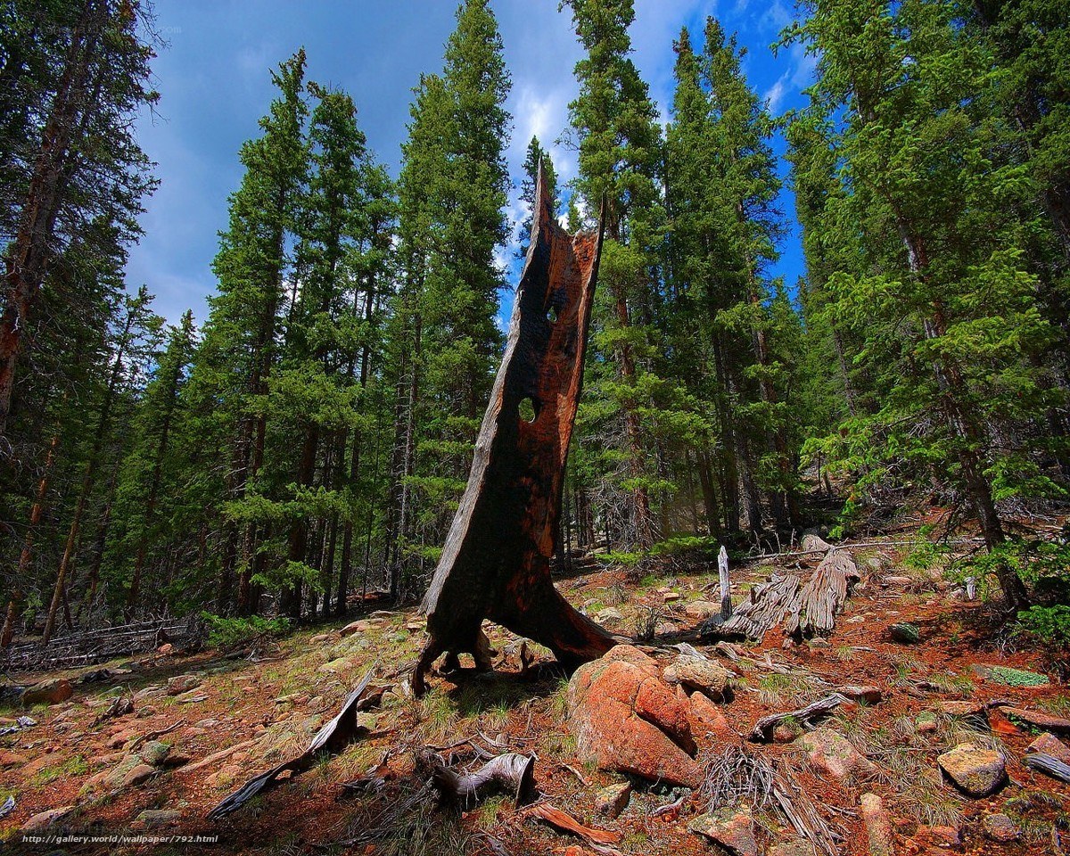 Forest with a dead tree