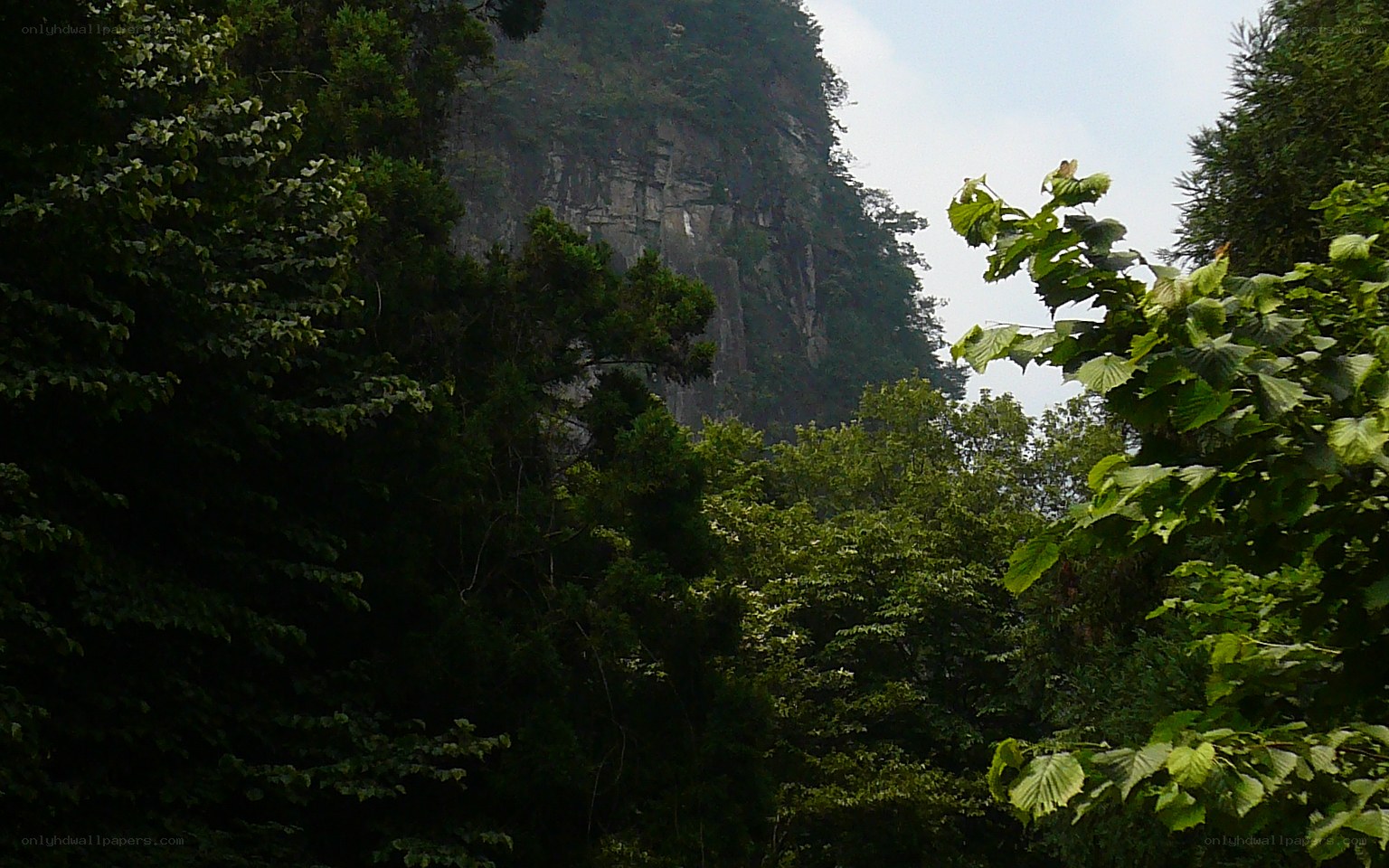 Forest with a rocky cliff
