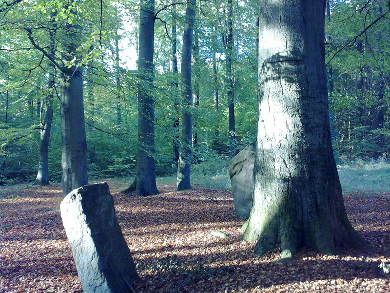 Forest with ancient stones