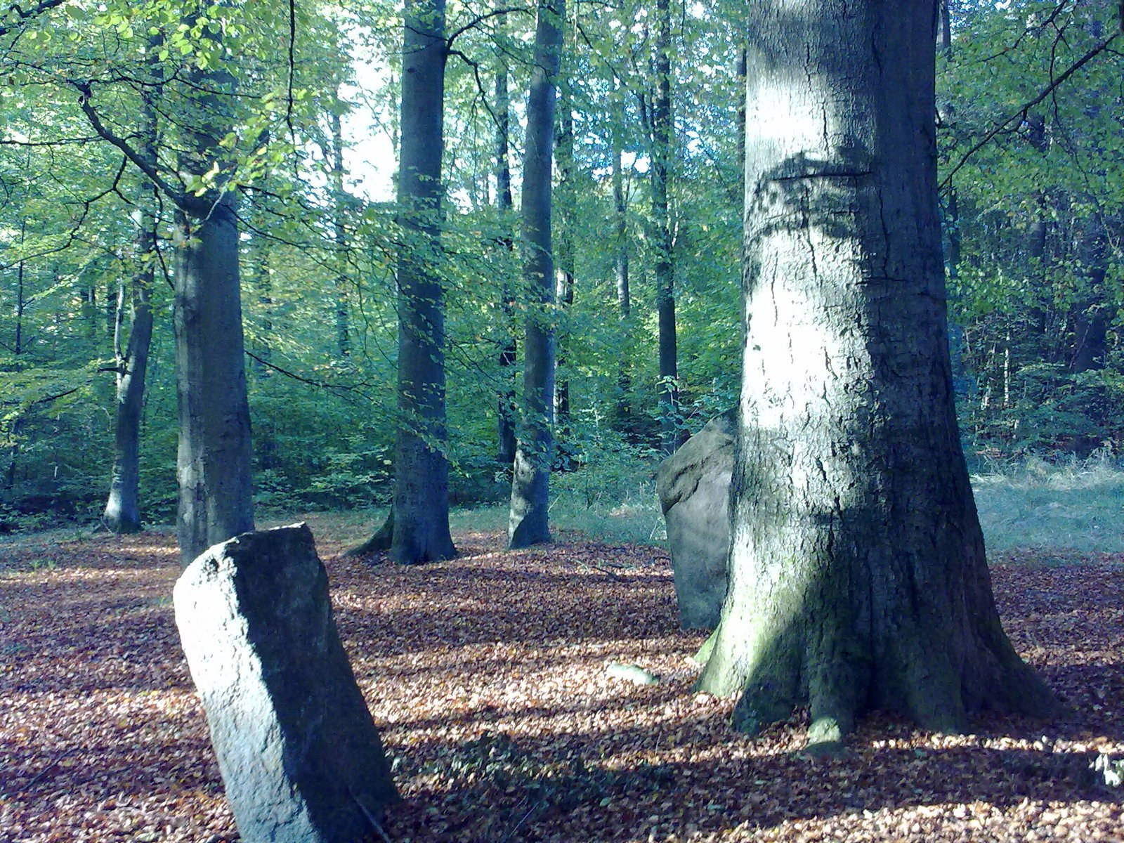 Forest with ancient stones