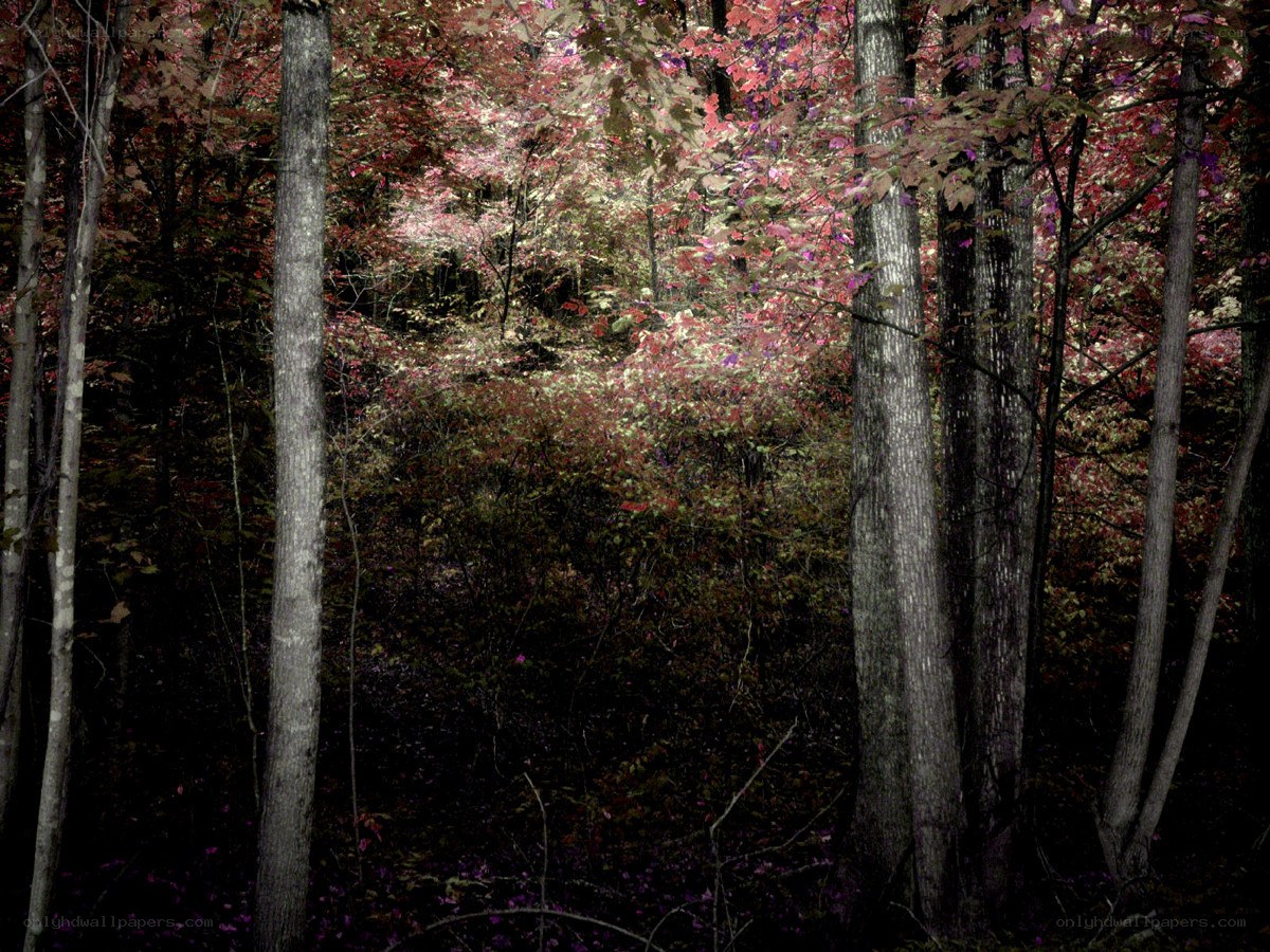 Forest with autumn colors