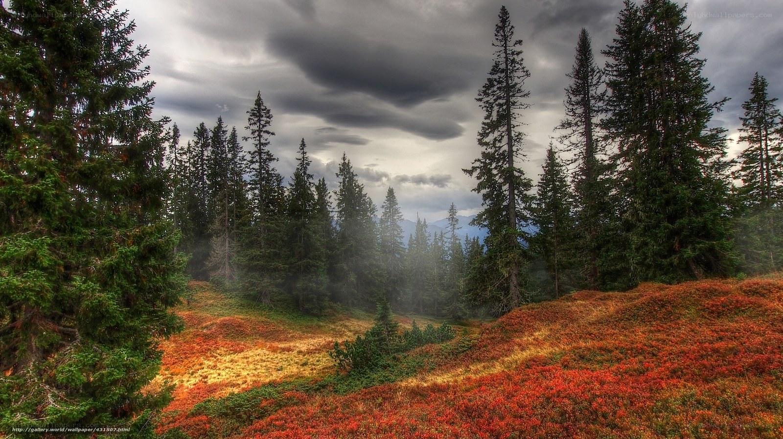 Forest with autumn colors
