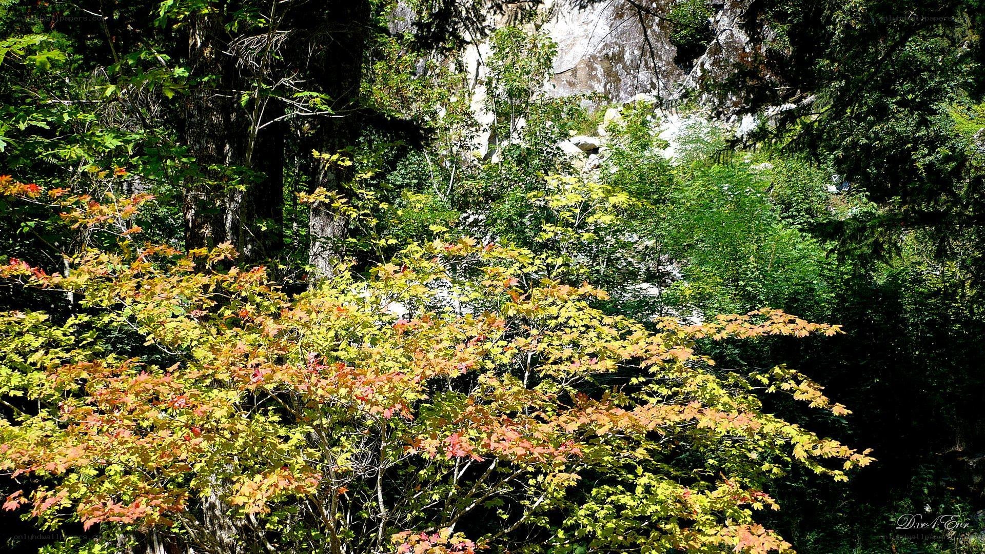 Forest with autumn foliage