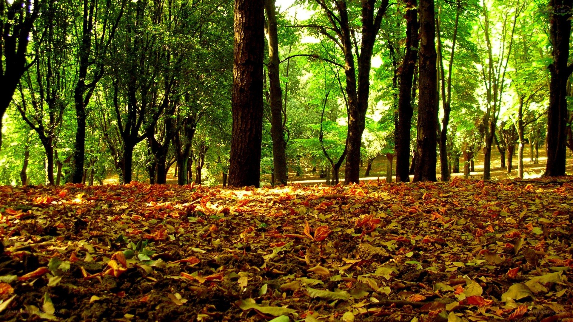 Forest with autumn leaves