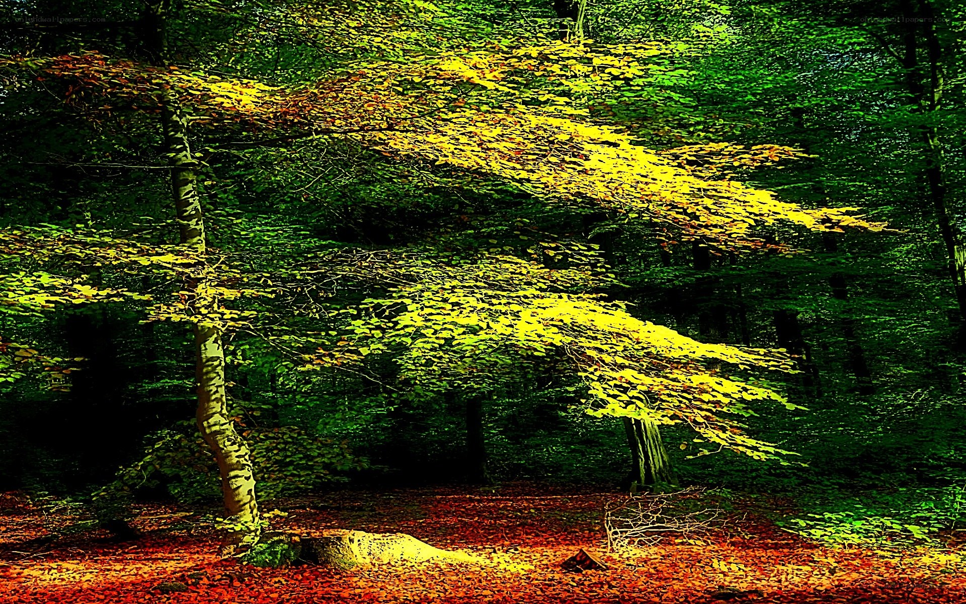 Forest with autumn leaves