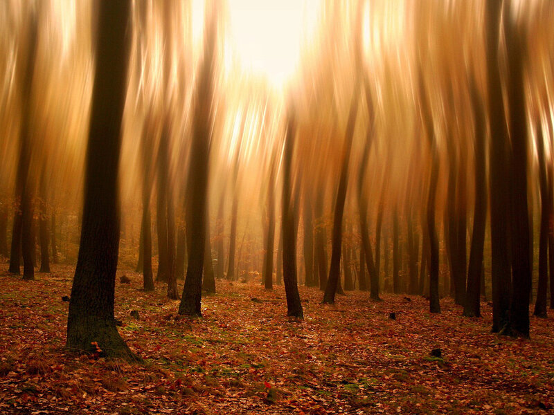 Forest with Autumn Leaves — Brown