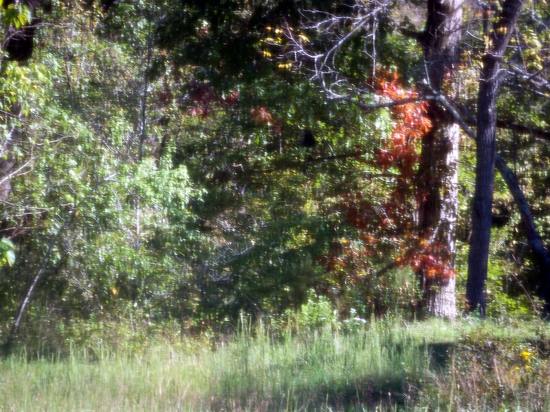 Forest with Autumn Leaves — Green, Natural