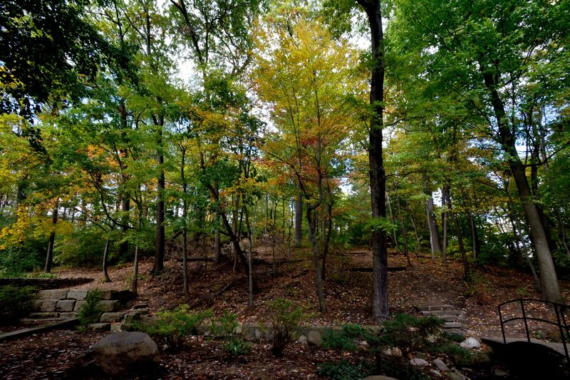 Forest with Autumn Leaves — Green, Serene, Photograph, Trees, Fallen Leaves