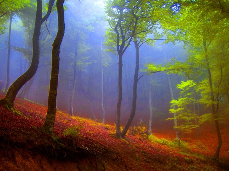 Forest with Autumn Leaves — Green, Serene