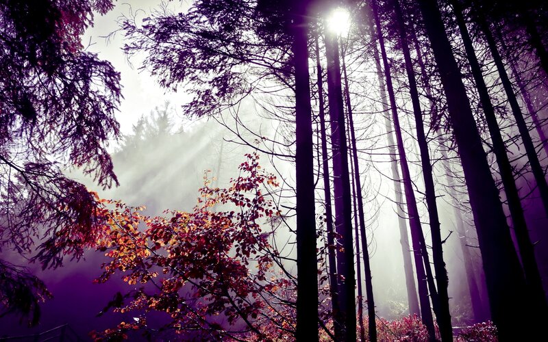 Forest with Autumn Leaves — Purple