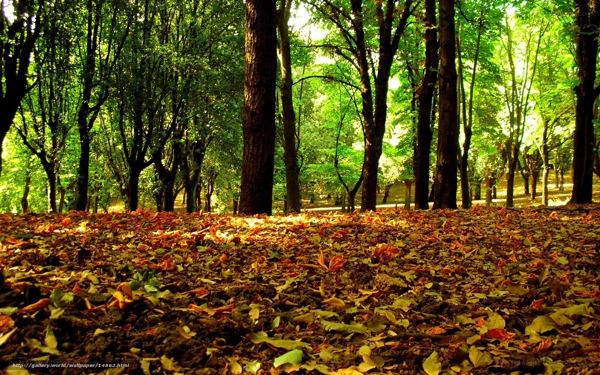 Forest with autumn leaves