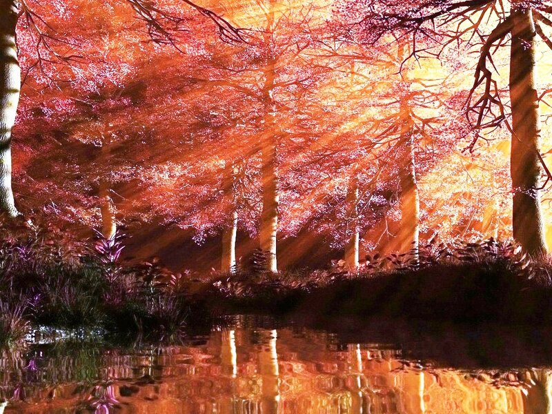 Forest with Autumn Trees — Orange