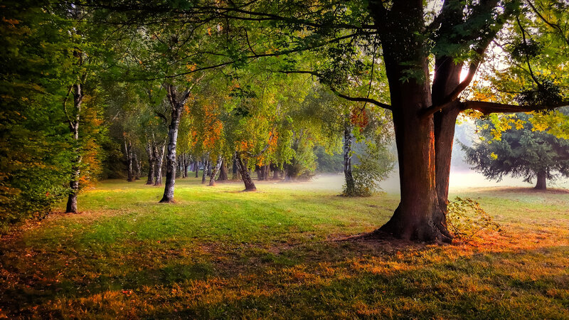 Forest with Autumn Trees