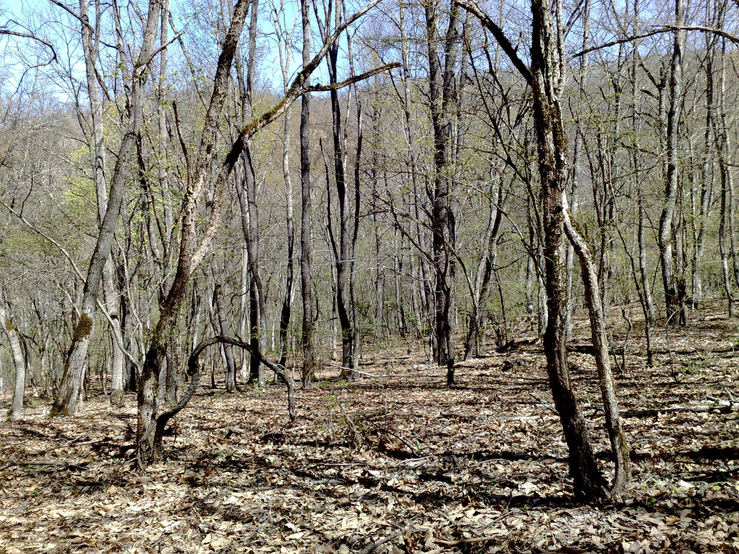 Forest with bare trees