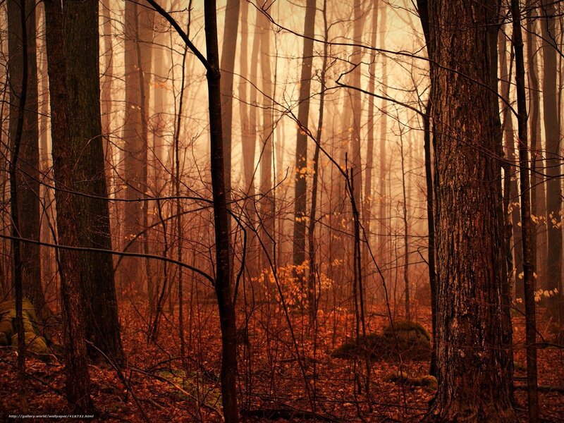 Forest with Bare Trees — Brown, Misty