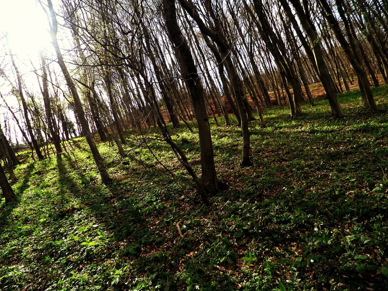 Forest with Bare Trees — Green, Serene