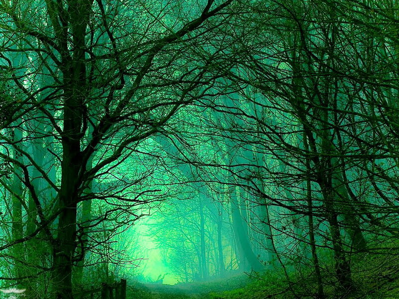 Forest with Bare Trees — Green