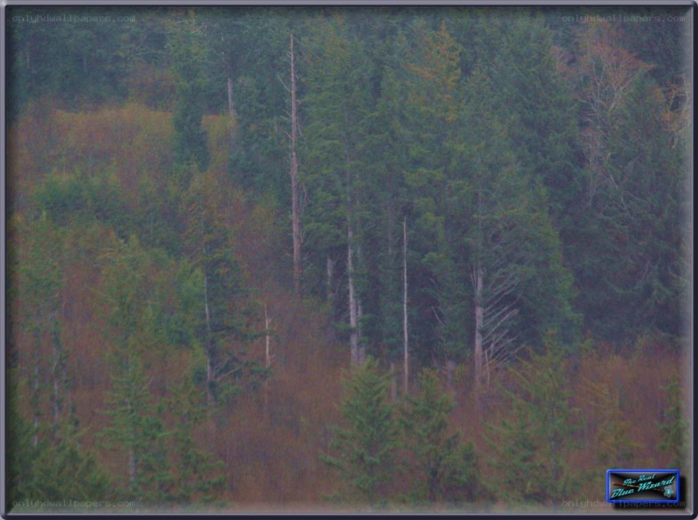 Forest with bare trees