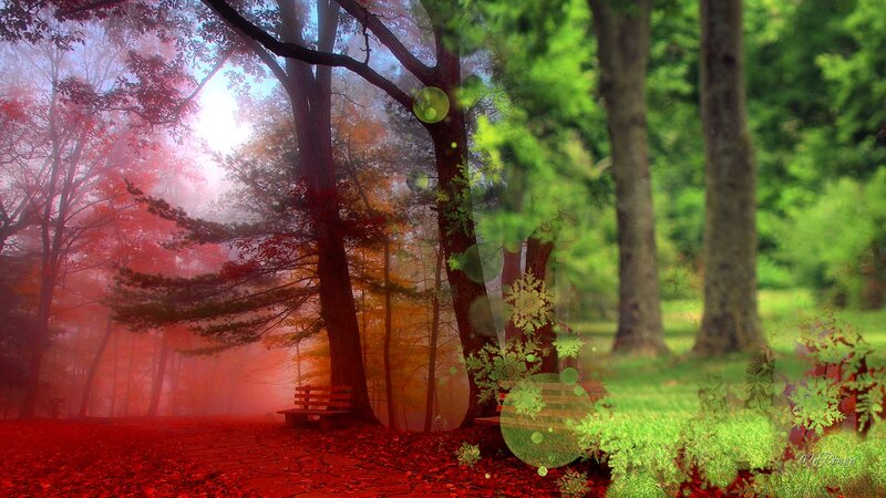 Forest with Benches