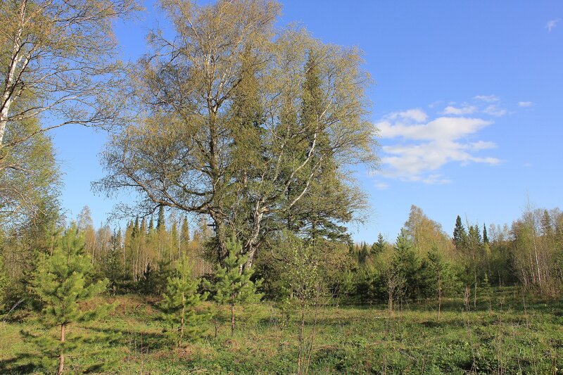 Forest with birch and pine trees