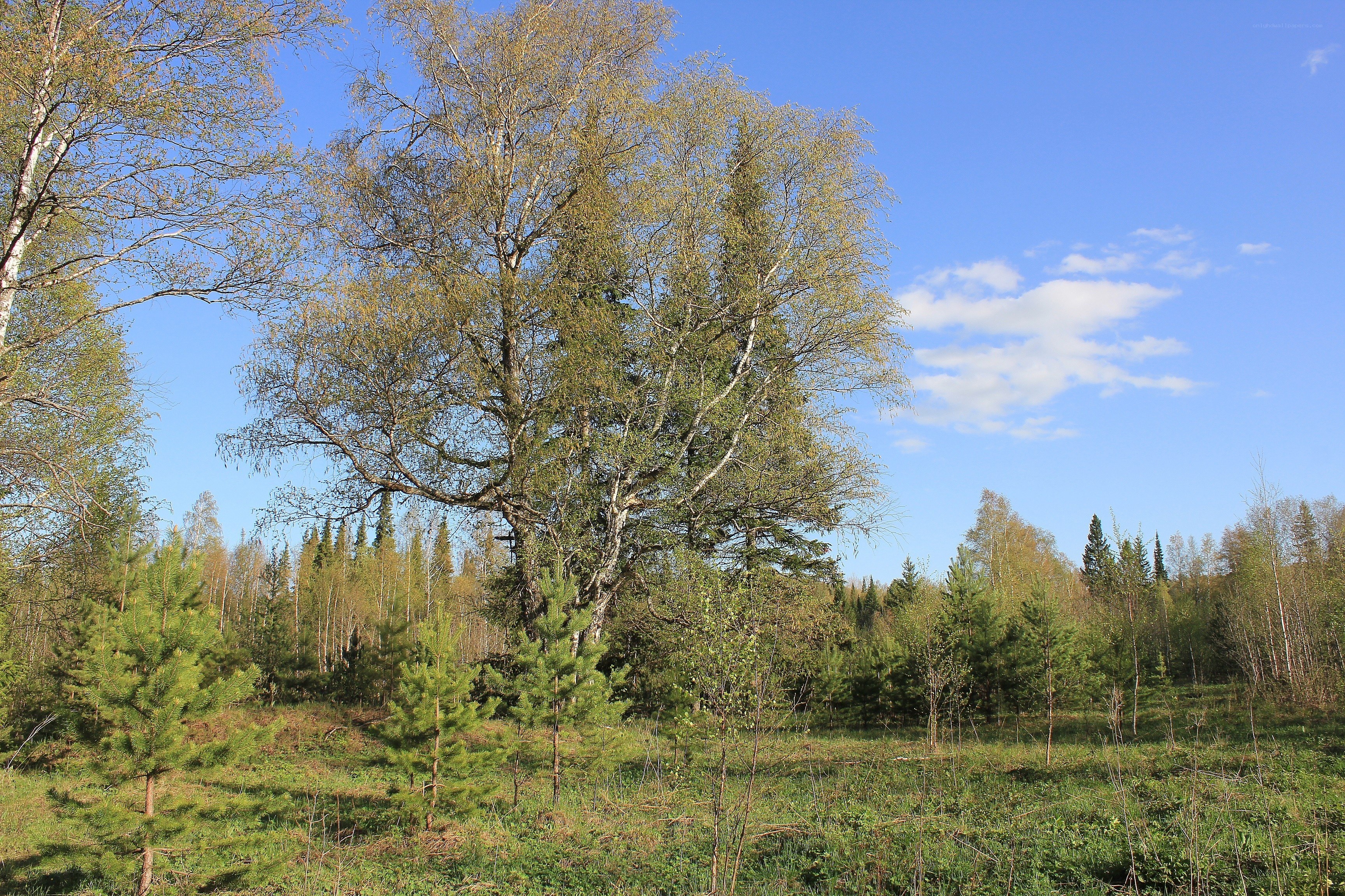 Forest with birch and pine trees