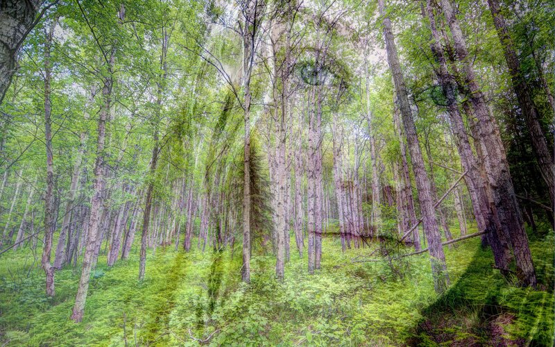 Forest with Birch Trees — Green