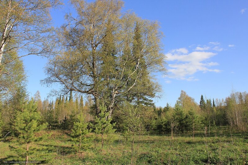 Forest with birch trees