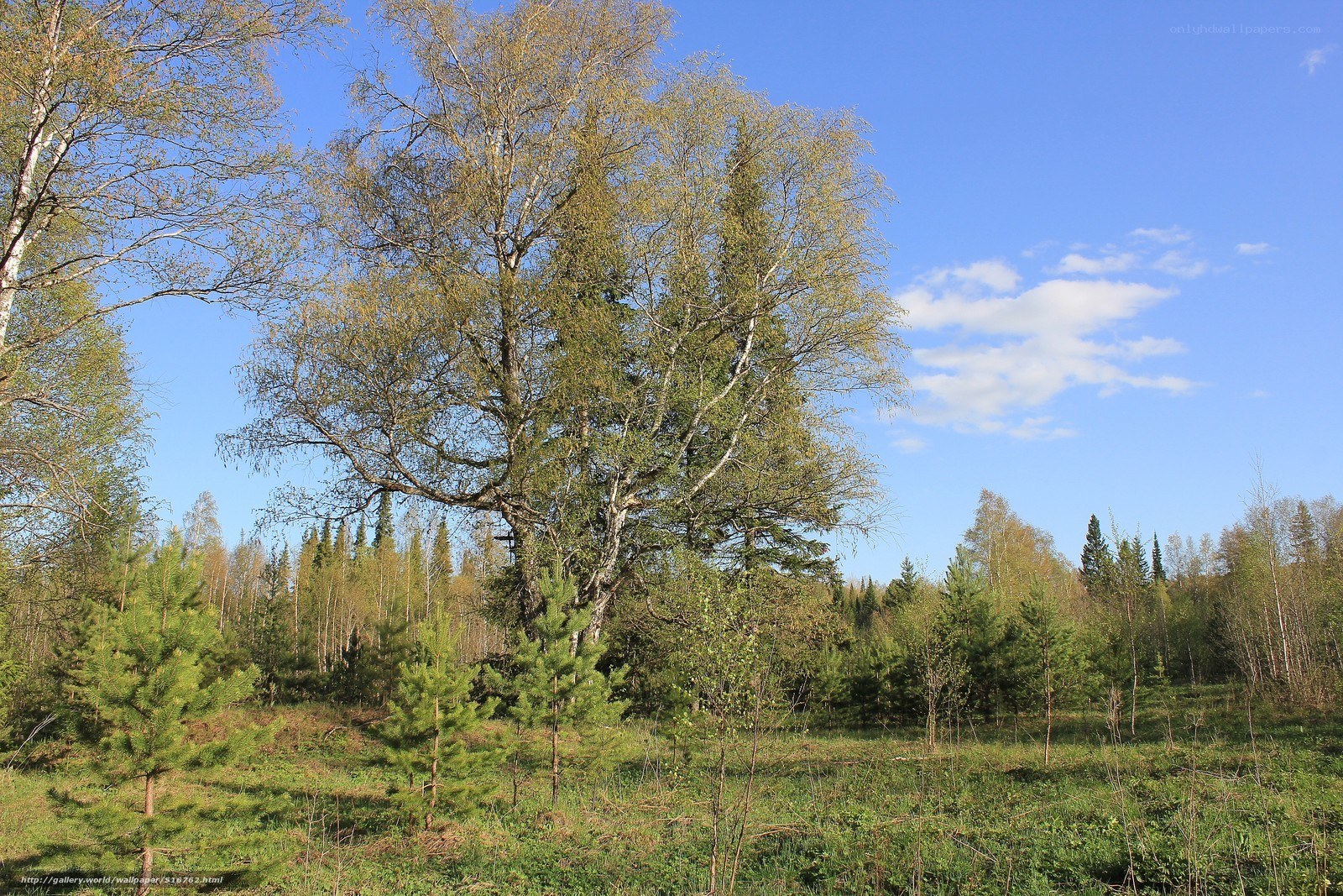 Forest with birch trees