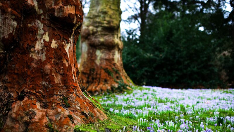 Forest with blooming crocuses