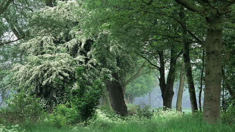 Forest with blooming trees