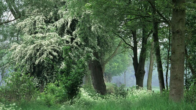 Forest with blooming trees