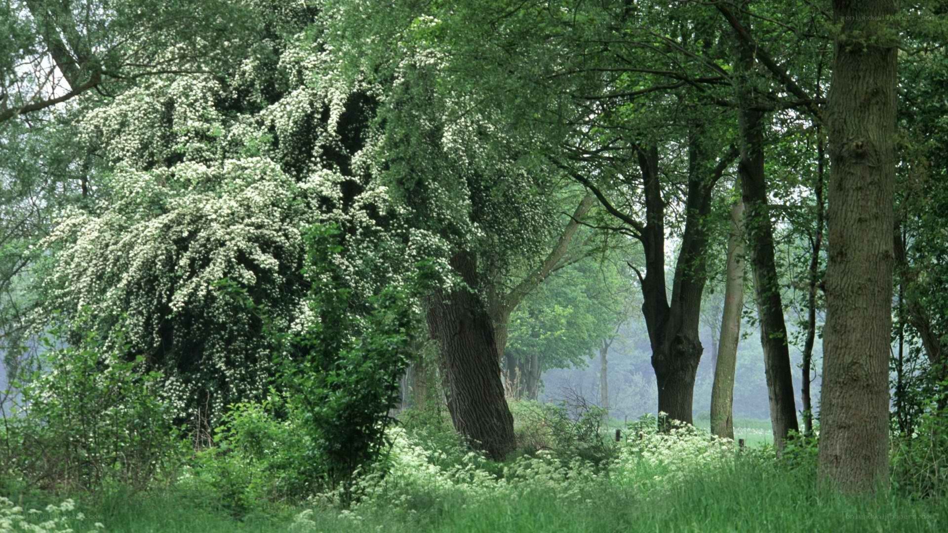 Forest with blooming trees