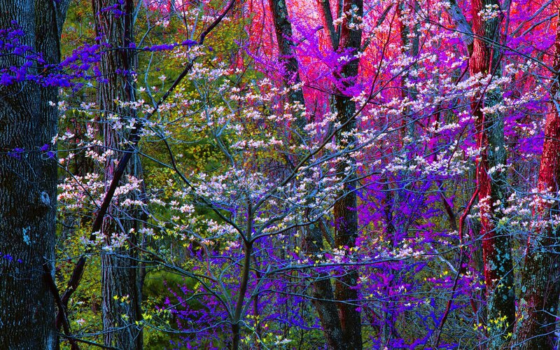 Forest with Blooming Trees — Purple