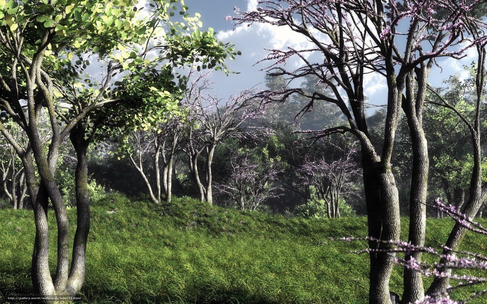 Forest with blooming trees
