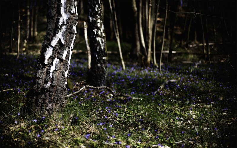 Forest with blue flowers
