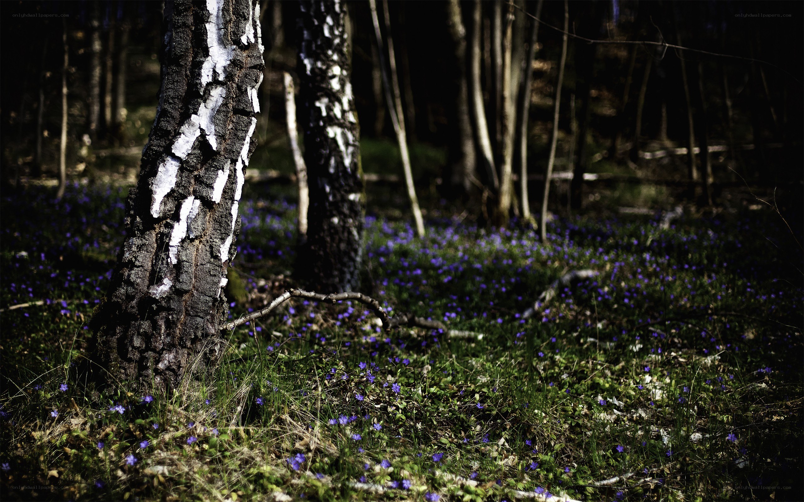 Forest with blue flowers