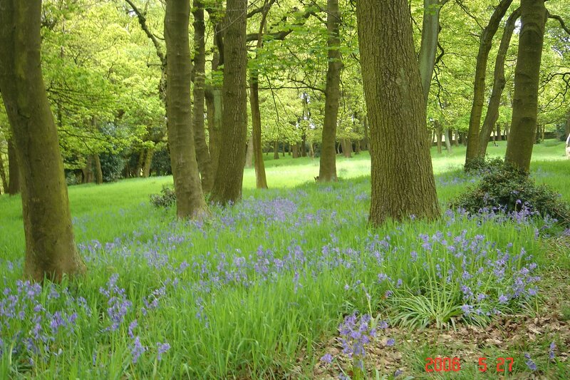 Forest with bluebells
