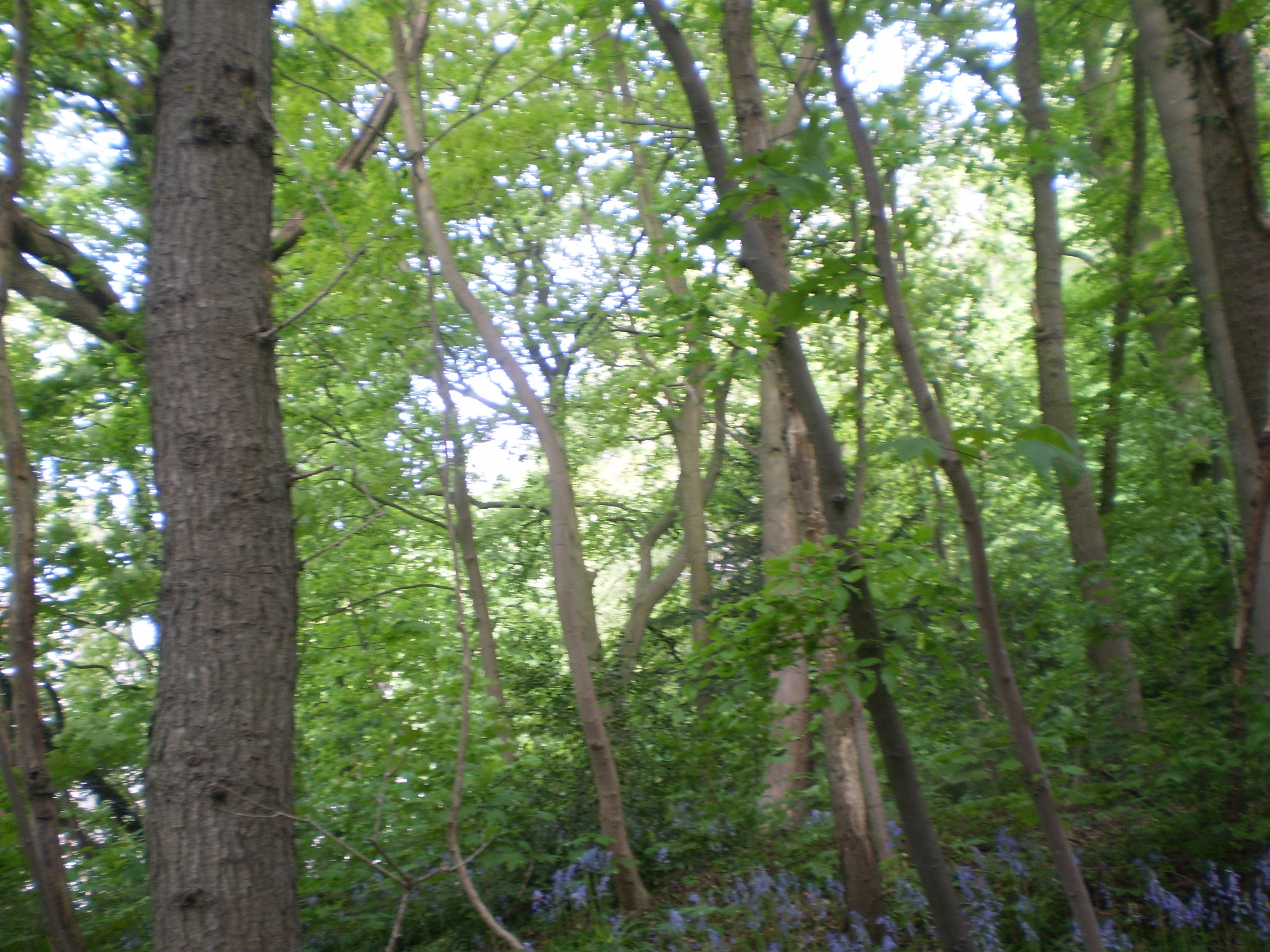 Forest with bluebells